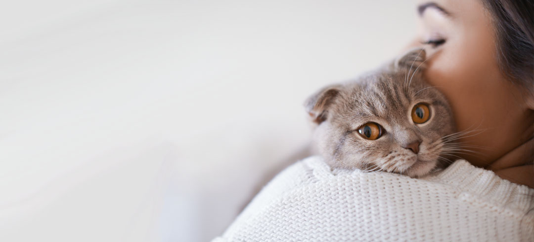 Tener un gato en casa: Resolvemos algunas dudas frecuentes