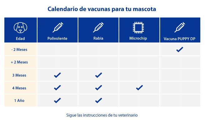 calendario vacunas perros - Blog Zurich Seguros